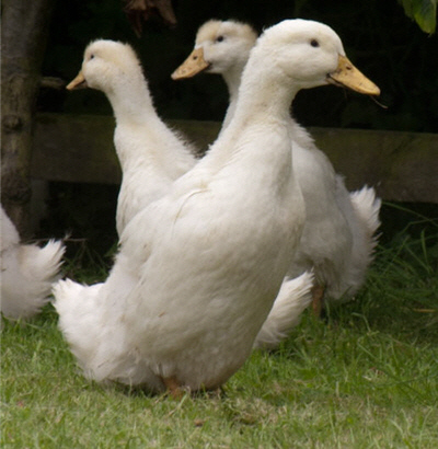 German Pekin Ducks